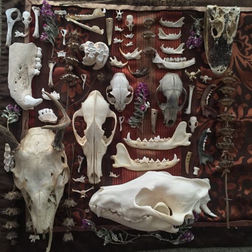a bunch of different small animal bones organized on a table